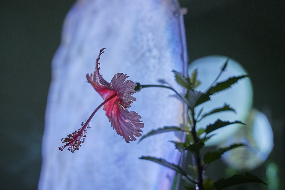 Mejia Waelz. GOLDSTUECKE Gelsenkirchen 2022. Foto Martin Schmuedderich (6)_998x800